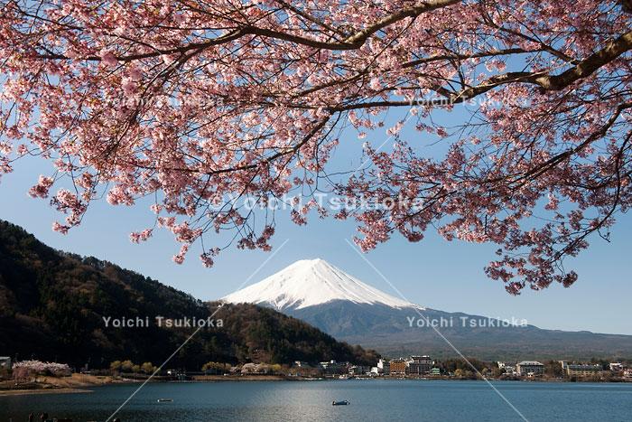 河口湖の桜と残雪の富士山